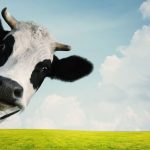 A Milkmen Kft. és az SZTE a Debreceni Egyetemmel együttműködve elkészítette az Okos Gazda Szeme AI-alapú döntéstámogató rendszer prototípusát.