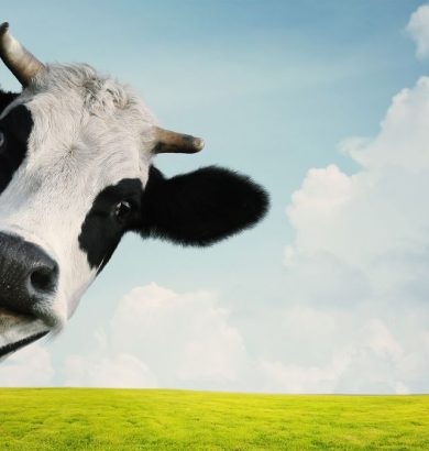 A Milkmen Kft. és az SZTE a Debreceni Egyetemmel együttműködve elkészítette az Okos Gazda Szeme AI-alapú döntéstámogató rendszer prototípusát.
