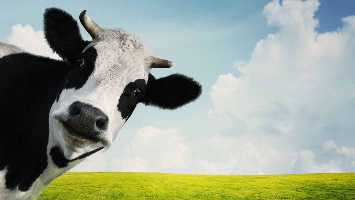 A Milkmen Kft. és az SZTE a Debreceni Egyetemmel együttműködve elkészítette az Okos Gazda Szeme AI-alapú döntéstámogató rendszer prototípusát.